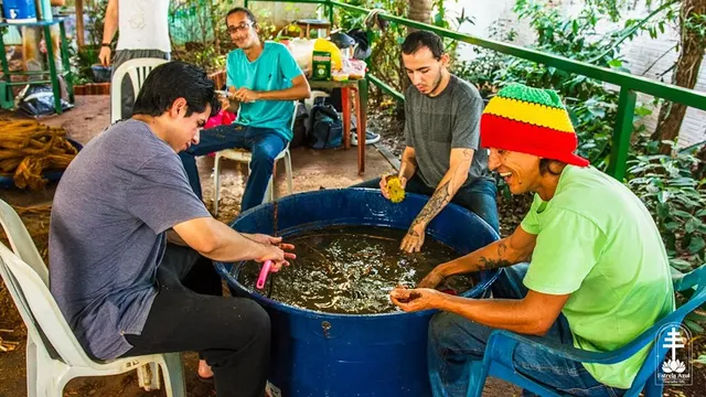 Homens lavando o cipó batido em um barril azul com água